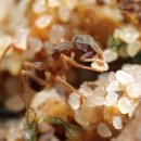 개미농장 이미지