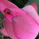 1500년전 아라가야의 숨결 진홍빛 연꽃으로 되살아나 이미지