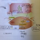 [2023심화/통합]26장 순환계 p.396 이미지