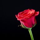 아도니스 이미지