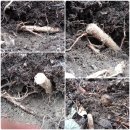 이삼농장 이미지