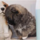 몽냥몽냥 이미지