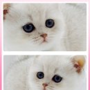 광주고양이분양 제나캣 광주점 이미지