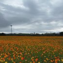 최영득선산곱창 | 대구 1박 2일 먹부림 | 중화반점, 슬로우터틀, 최영득얼큰이선산곱창, 공평우동 내돈내산 솔직후기