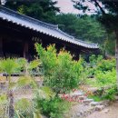 고택의 꿈 / 靑山 손병흥 이미지