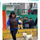 진도애견훈련소 이미지