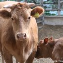 에벤에셀 축사 이미지