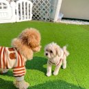 멍더가든 이미지