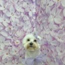 mm애견공방 | 호텔링도 맡길 수 있는 잠실 애견 유치원이에요