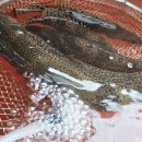 섬진강낚시 이미지