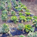 봉동2농장 이미지