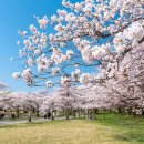 벚꽃약국 | 2025 오사카 벚꽃축제 완벽 가이드 🌸