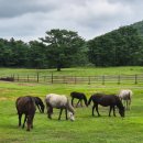 제주특별자치도 축산생명연구원 | 제주 아이랑 가볼만한곳 516도로 제주특별자치도축산생명연구원 제주마 방목지