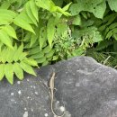 장수하늘소목장 이미지