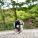 쥬쥬퍼피 이미지