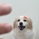 디어마이모모 이미지