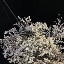 장천회센타