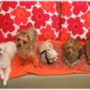 밤비동물병원 이미지