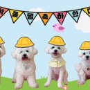안독(Andog) 이미지