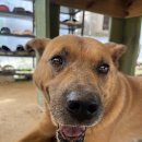 쁘띠댕댕 이미지