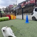 왓썹독 | 평택애견호텔 넓은 운동장 왓썹독 방문 후기