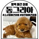 매  동 | 평택애견미용 소사벌애견목욕 동그리아 애견스파 후기