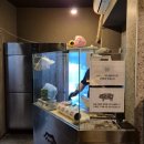 영동상사 | 신논현역 맛집 내돈내산 가족모임 추천 구워주는 고기집 영동 그집 삼겹살, 돼지갈비, 돼지감자살 솔직후기