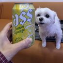 뿔난강아지 | 20250531-20250601 강아지와 함께한 선재도 1박 여행기