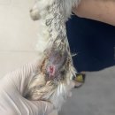 어썸펫 동물병원 이미지