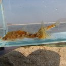 복하천 2 이미지