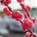 원동매화미나리집