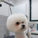 메모리펫살롱 이미지