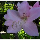 연분홍민박 이미지