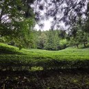 대한다원 | 보성 대한다원 여행 후기 | 초록 속에서 힐링한 하루