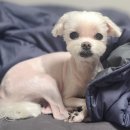 해피 애견 놀이방 이미지