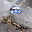 파충류샵크레라핀