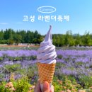강원도 고성 라벤더축제 하늬라벤더팜 6월 입장료 후기
