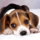 웨스턴 동물의료센터 이미지