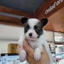 착한애견분양강아지 수원광교본점 이미지