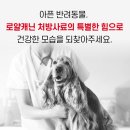 신퍼피클럽 동물병원 | 로얄캐닌 건강지원금 이벤트 후기 반려견 건강 위해 수의사 상담 먼저 받아봐요