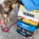 pet40고0124 | 저체중 유기견 사료 선택기 | BCS 4에서 아카나 어덜트 독을 고른 이유 (feat. 수의영양학 기준)