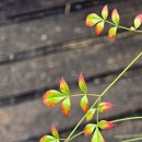 (버스)신장육교 이미지