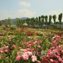 장미축제 이미지