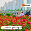 중랑천 제4체육공원 | 지하철역 도보 5분! 2026 중랑천 서울 장미 축제 공원 실시간 개화 상태 일정 가는법