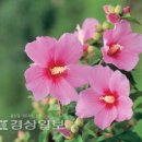 온花