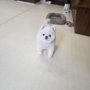 하이바이 동물위탁센터 대구점 | 대구강아지보호소 평생 책임지는 하이바이에서