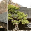 고운나무