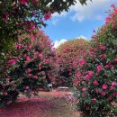 하르방 민박 | 12월 제주도 겨울여행 3박4일 완벽 코스 🌊❄️