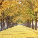 은행나무길 이미지