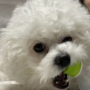 광장숯불갈비 이미지